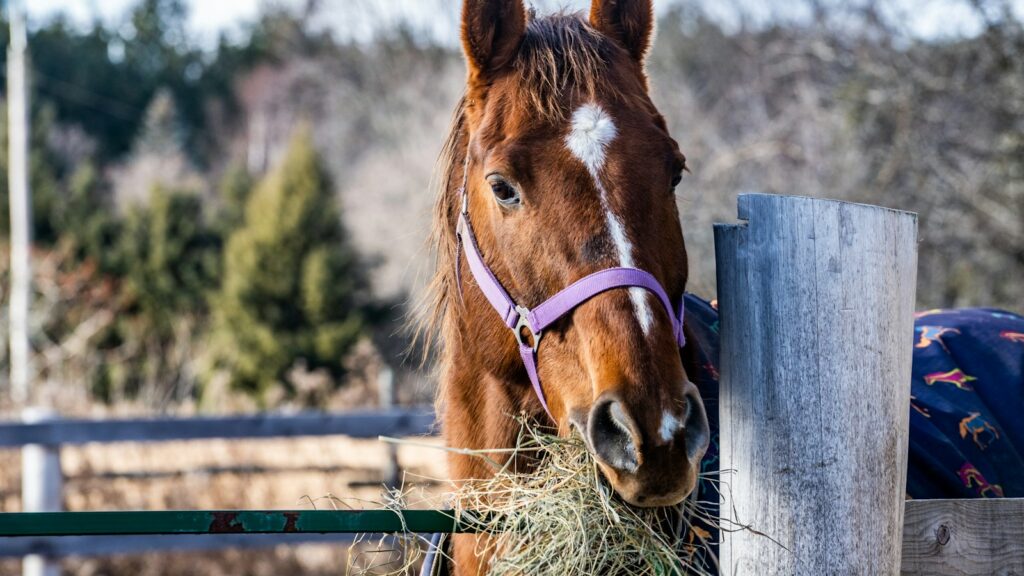 brown horse eating grass during daytime