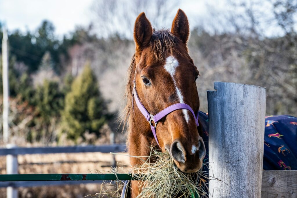 bBrown horse eating grass during daytime
