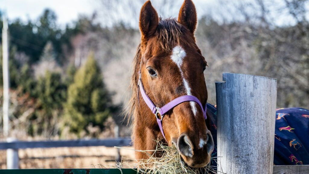 brown horse eating grass during daytime