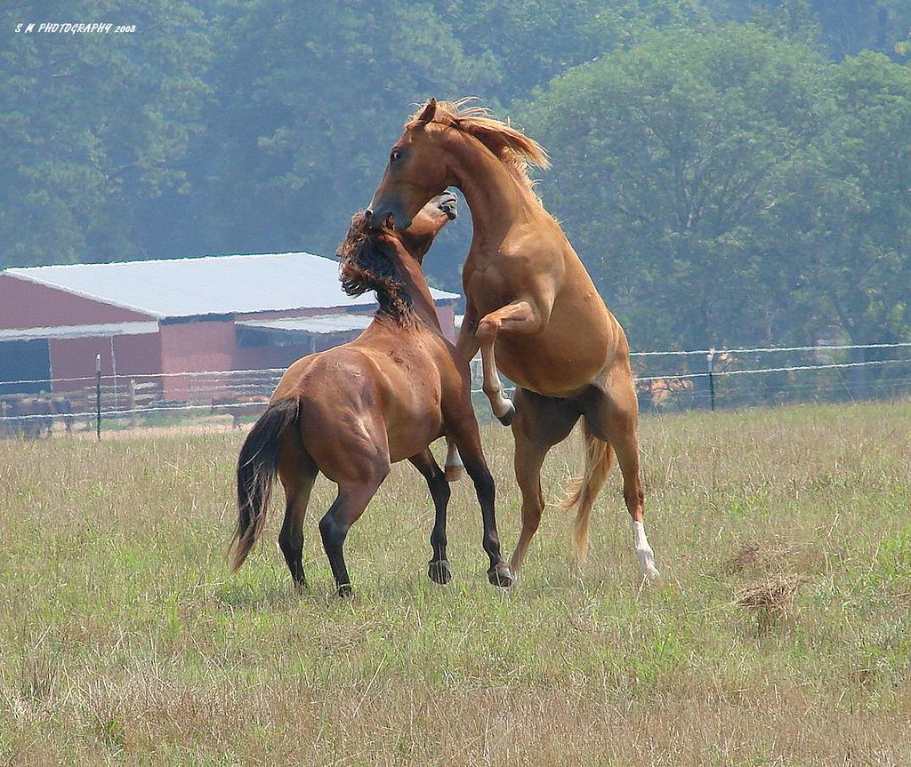 Horses trying to dominate each other