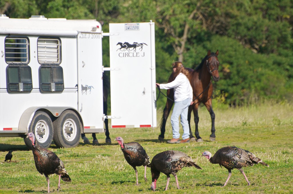 Horse Trailer