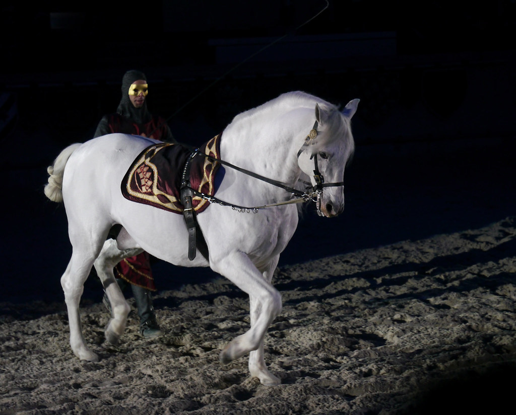 Palfrey white horse