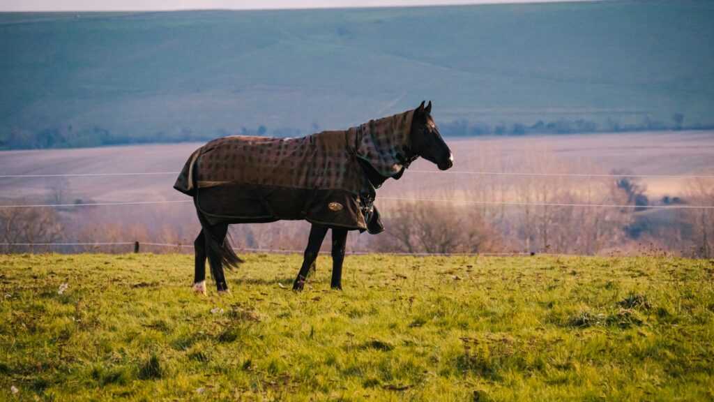 brown horse on green grass field during daytime