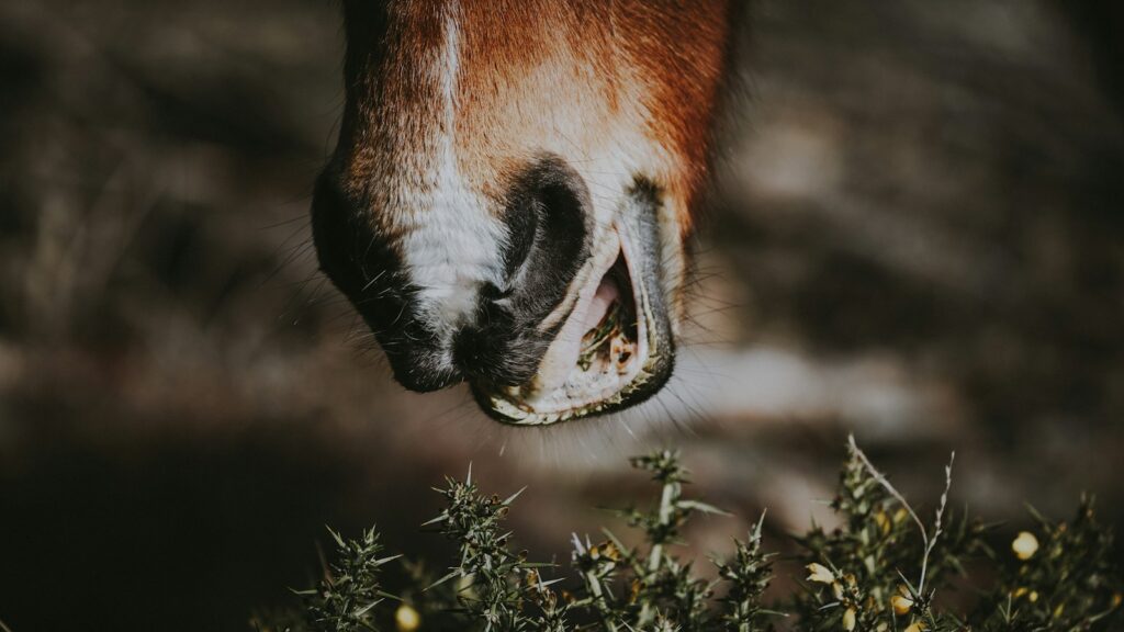 brown animal about to eat grass in closeup photography
