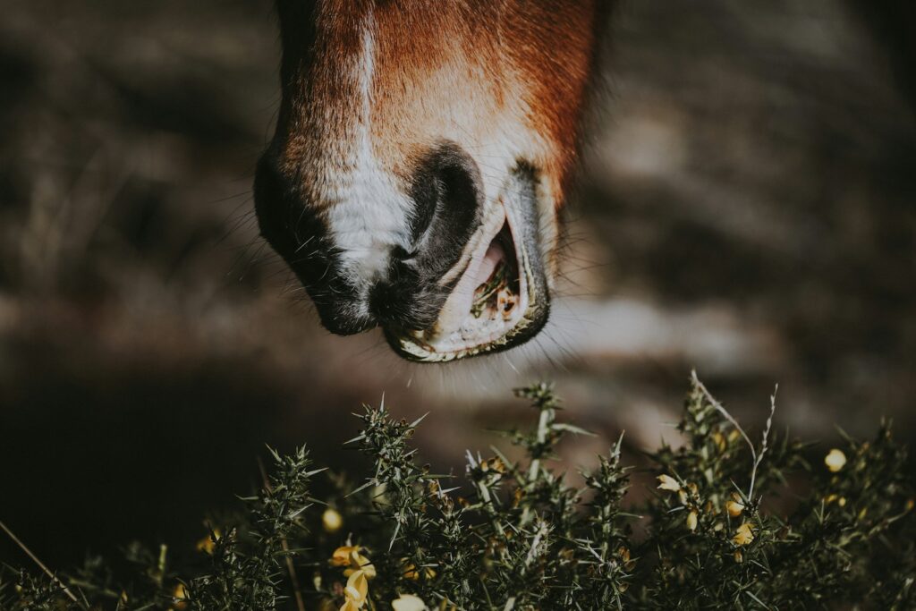 Brown horse about to eat grass in closeup photography
