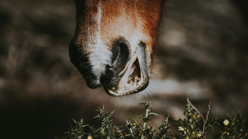 brown animal about to eat grass in closeup photography