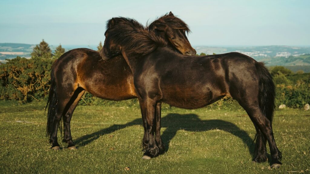 A couple of horses standing on top of a lush green field
