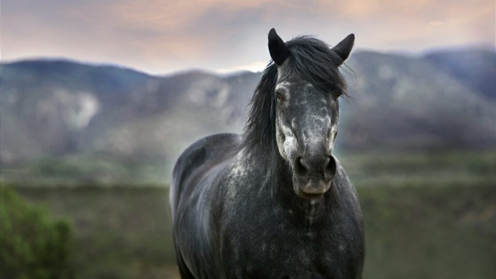 bokeh photography of a black horse