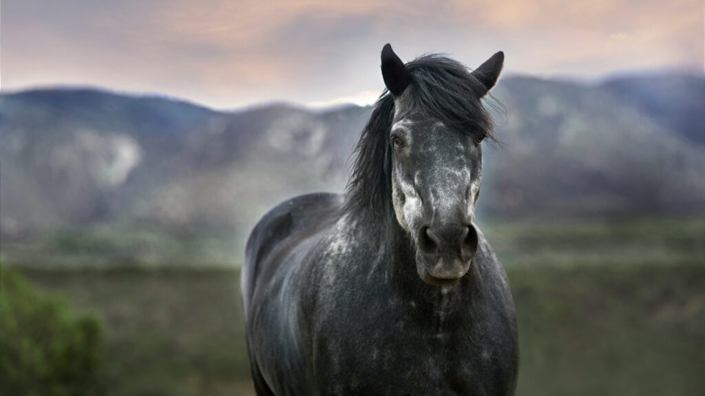 a black horse