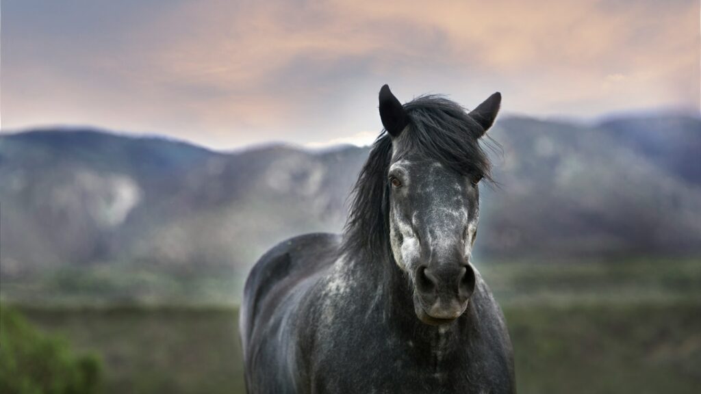 bokeh photography of a black horse