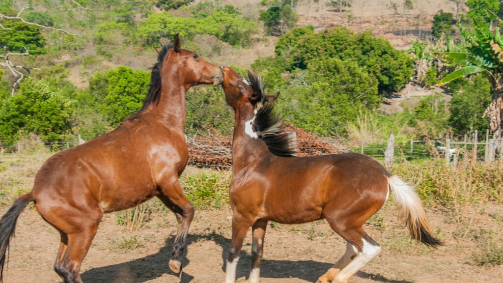 a couple of horses playing in the field