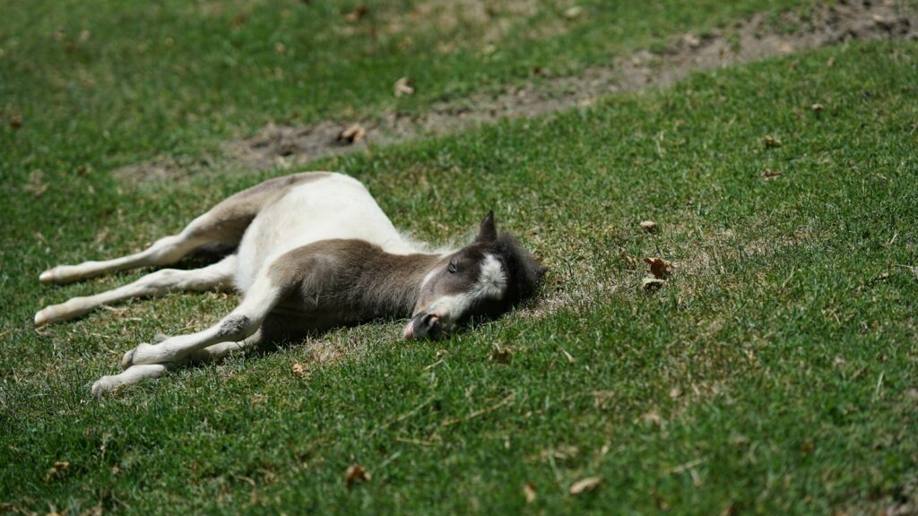 sleeping horse on green grass at daytime