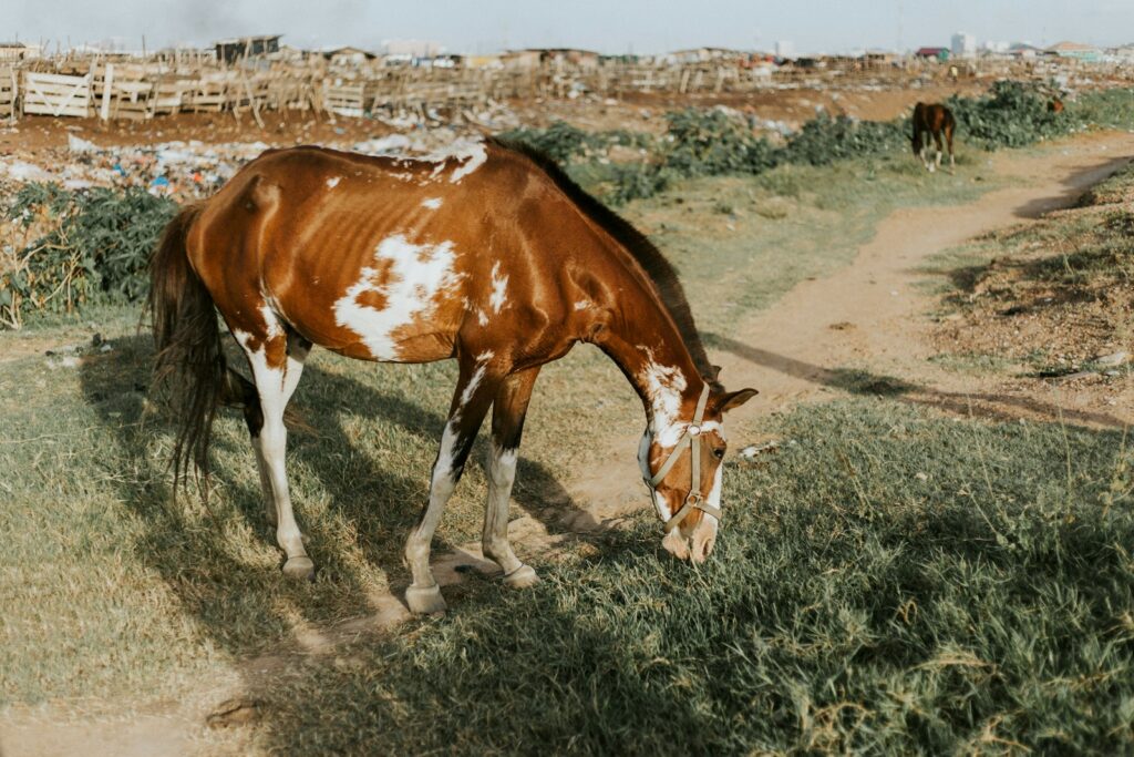 Horse eating grass near road