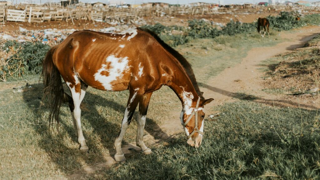 horse eating grass near road