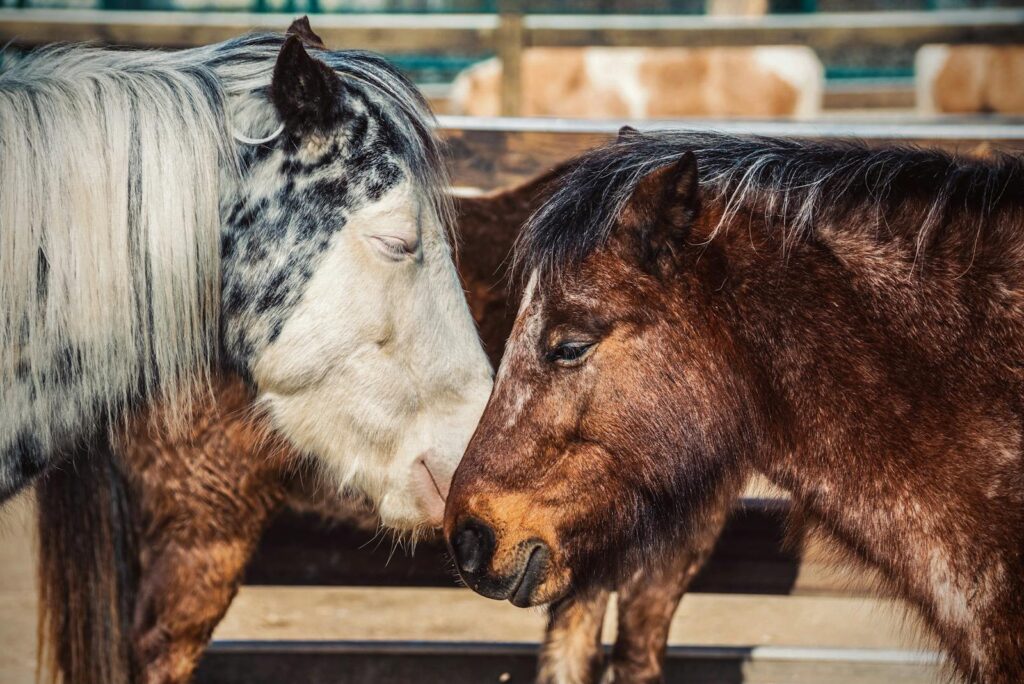 Intimate close-up of two horses nuzzling heads