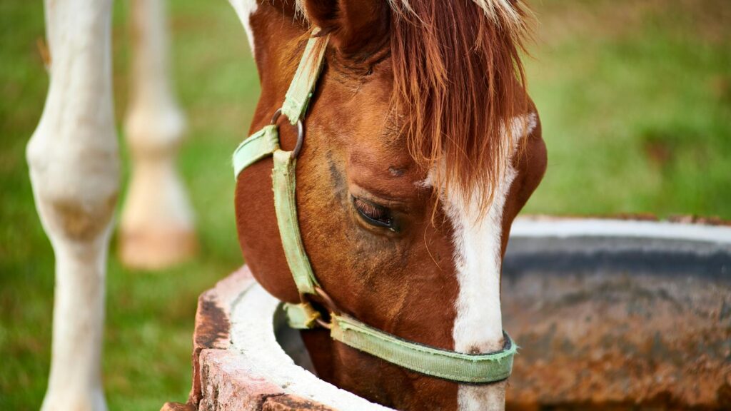 A brown horse with a white blaze drinks from a rustic well in Thailand.