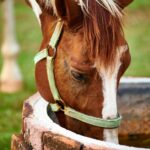 Horse drinks from well
