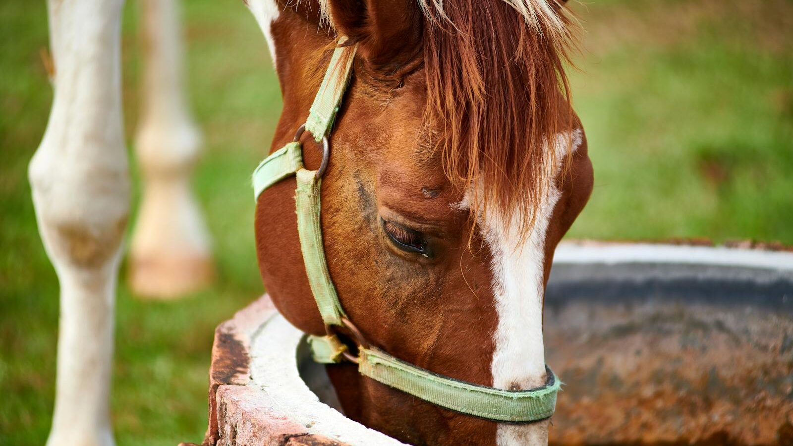 A brown horse with a white blaze drinks from a rustic well in Thailand.
