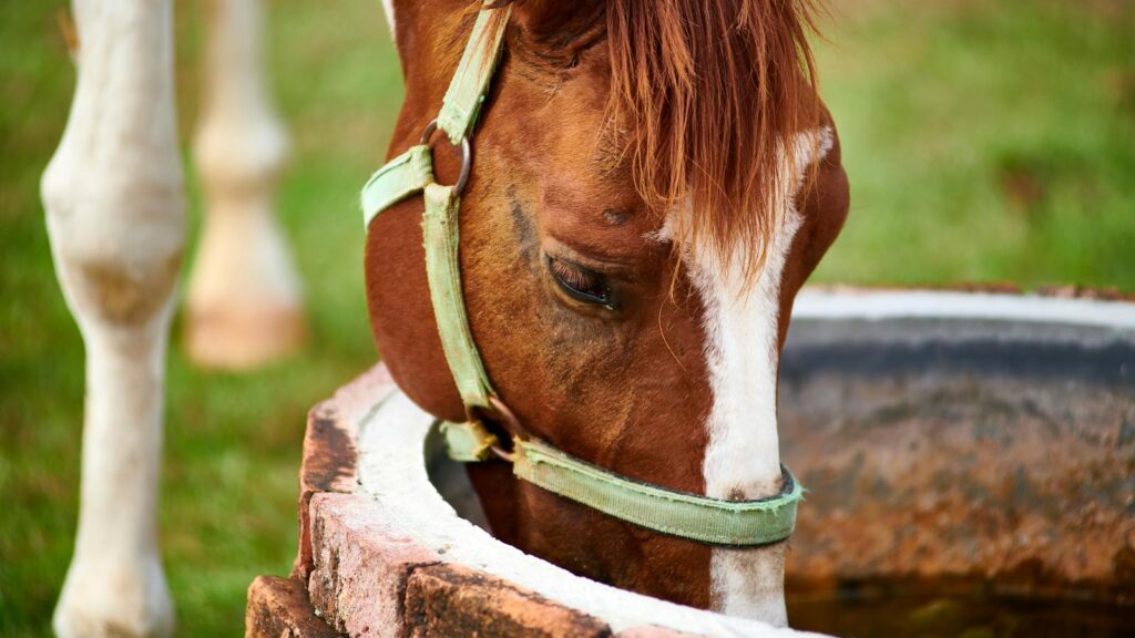 A brown horse with a white blaze drinks from a rustic well in Thailand.