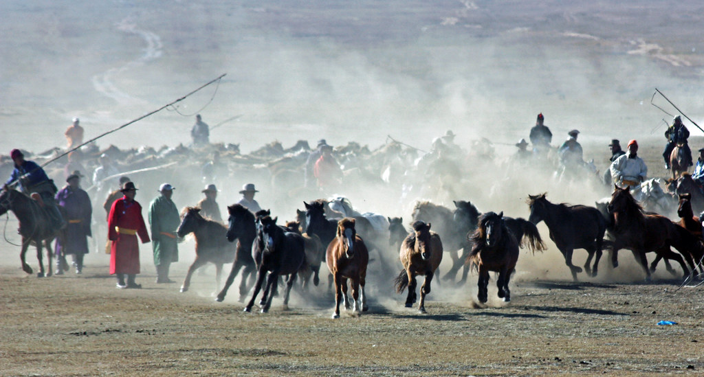 Mongolian horses running
