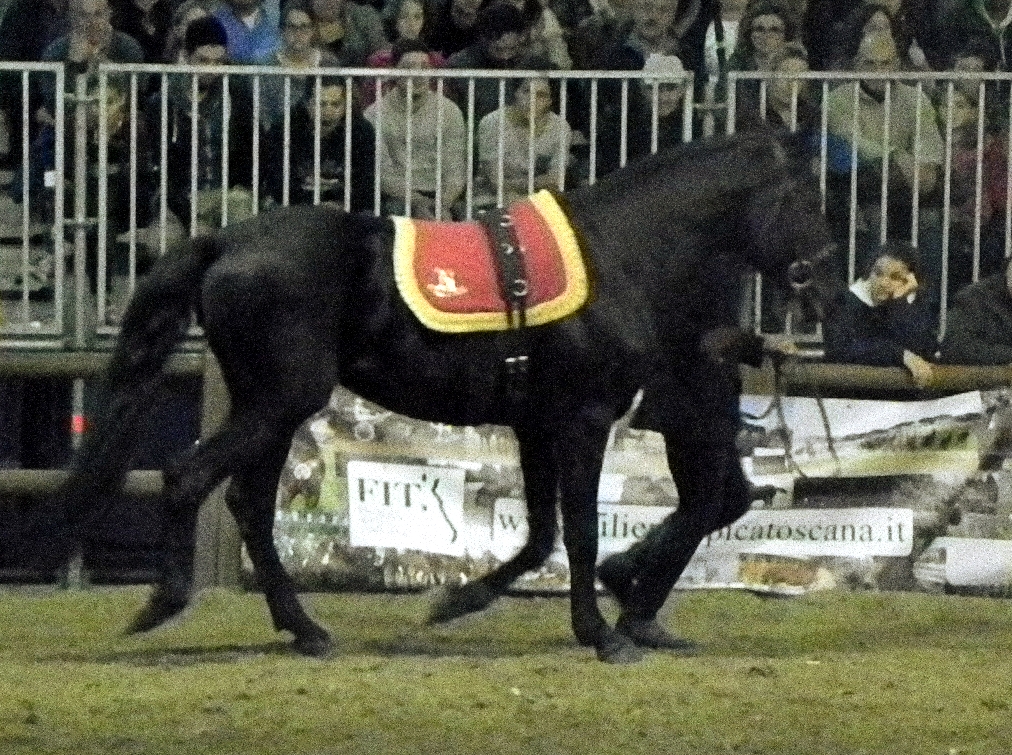 Fieracavalli 2014