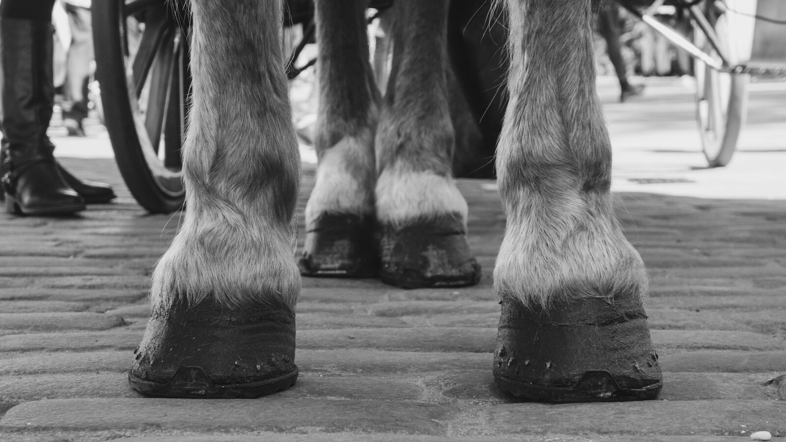 grayscale photo of a horse's feet