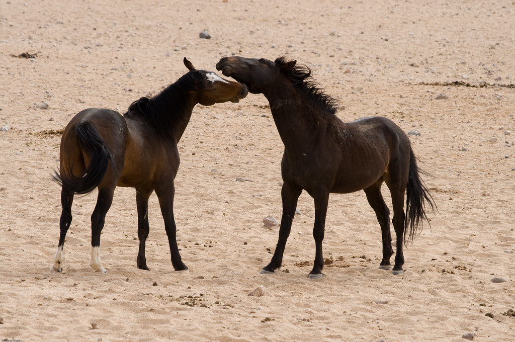Wild Horses from Aus