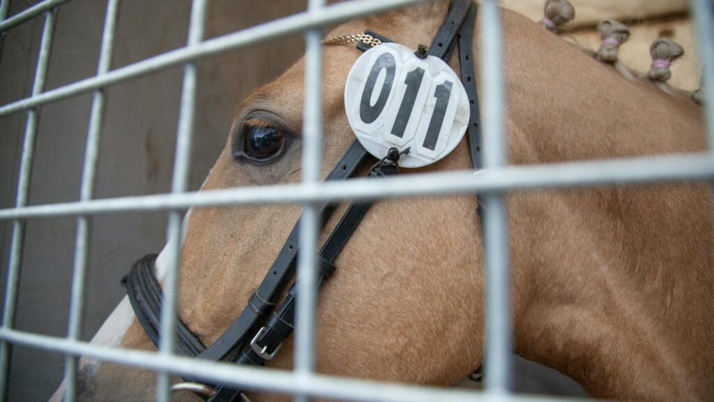A detailed close-up photograph of a horse in a stable, behind metal bars.