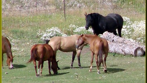 Horses in the grassland