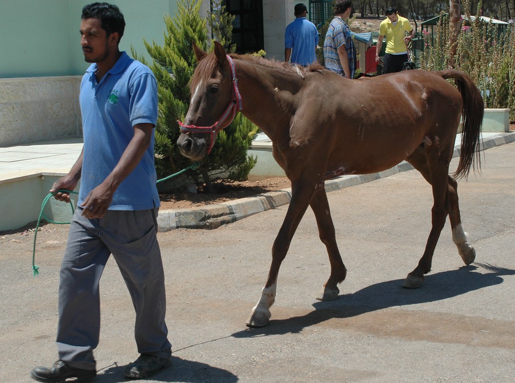 Man with Horse, The Humane Center For Animal Welfare, Jordan