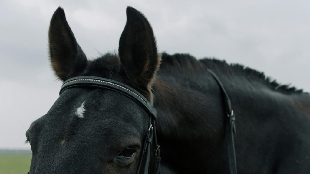 A detailed close-up image of a black horse's head outdoors, showing its bridle.