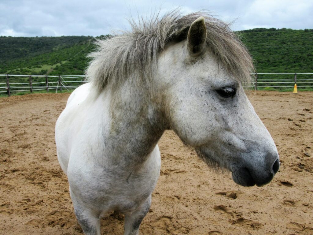 White horse in a rural outdoor setting