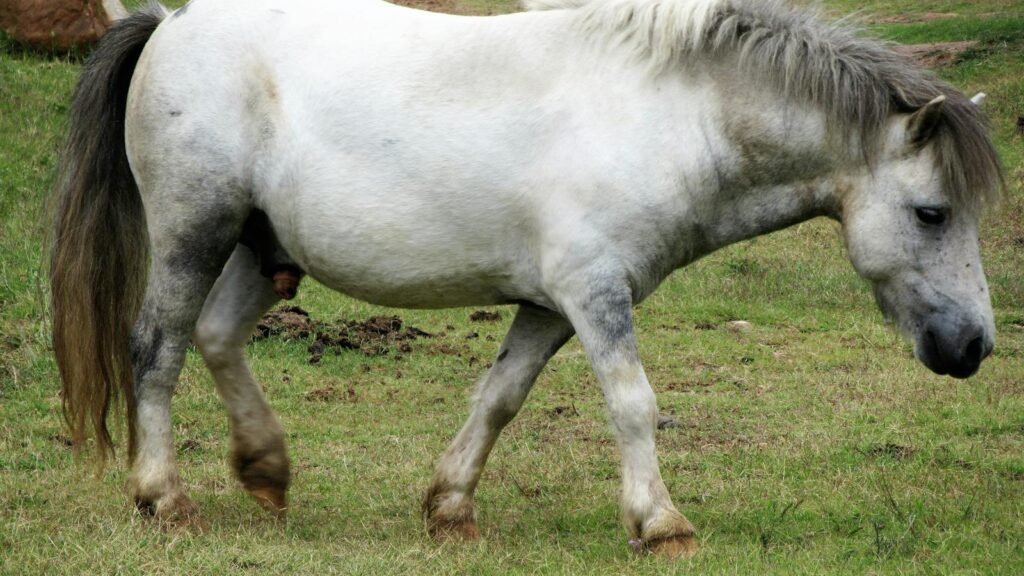 A white pony with a mane walking in a green grassy field in a rural countryside setting.