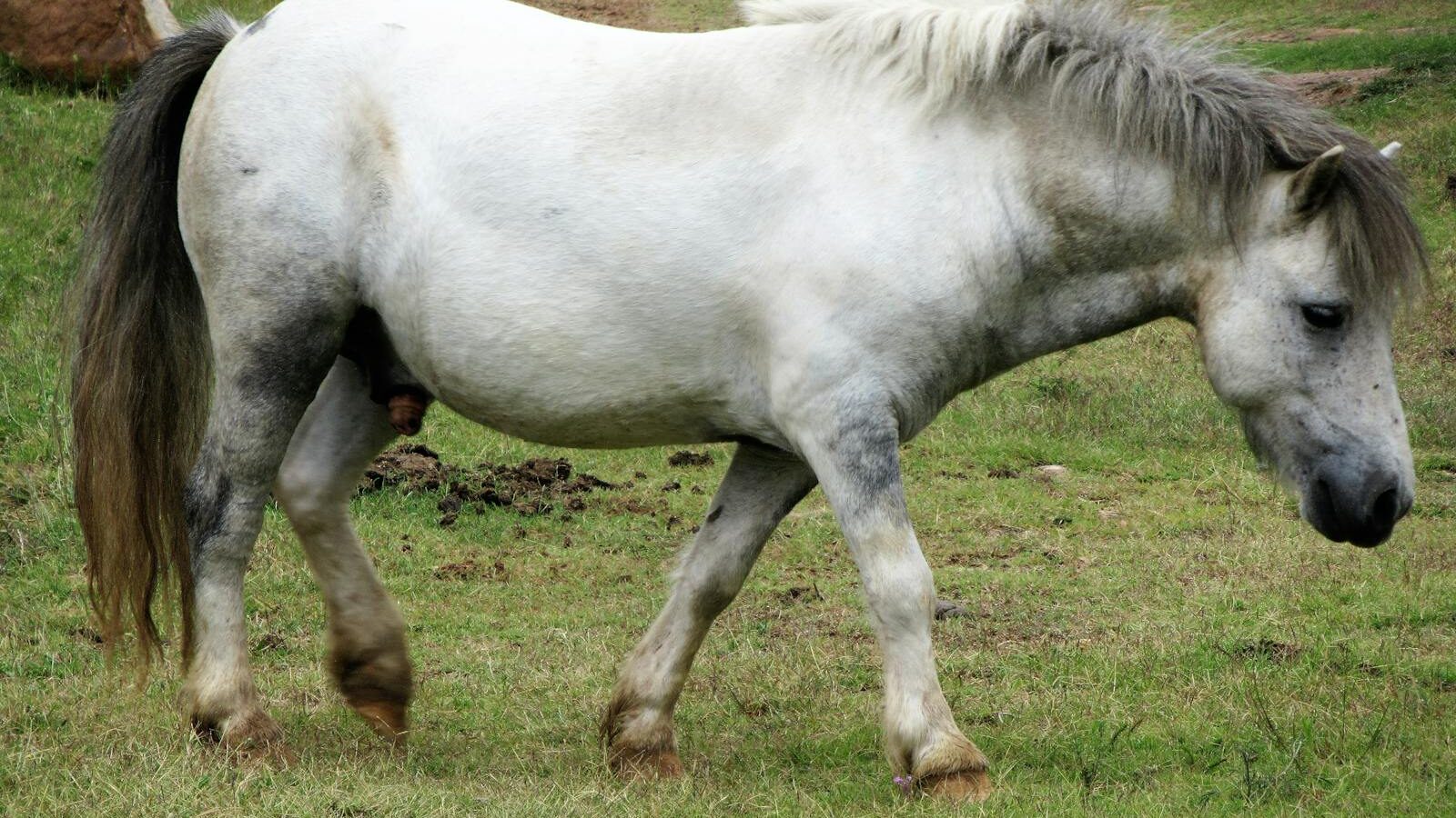 A white pony with a mane walking in a green grassy field in a rural countryside setting.