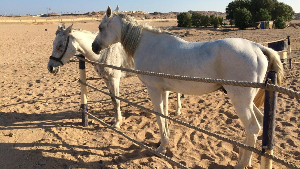 Two white horses standing in a sandy desert corral under a clear blue sky.