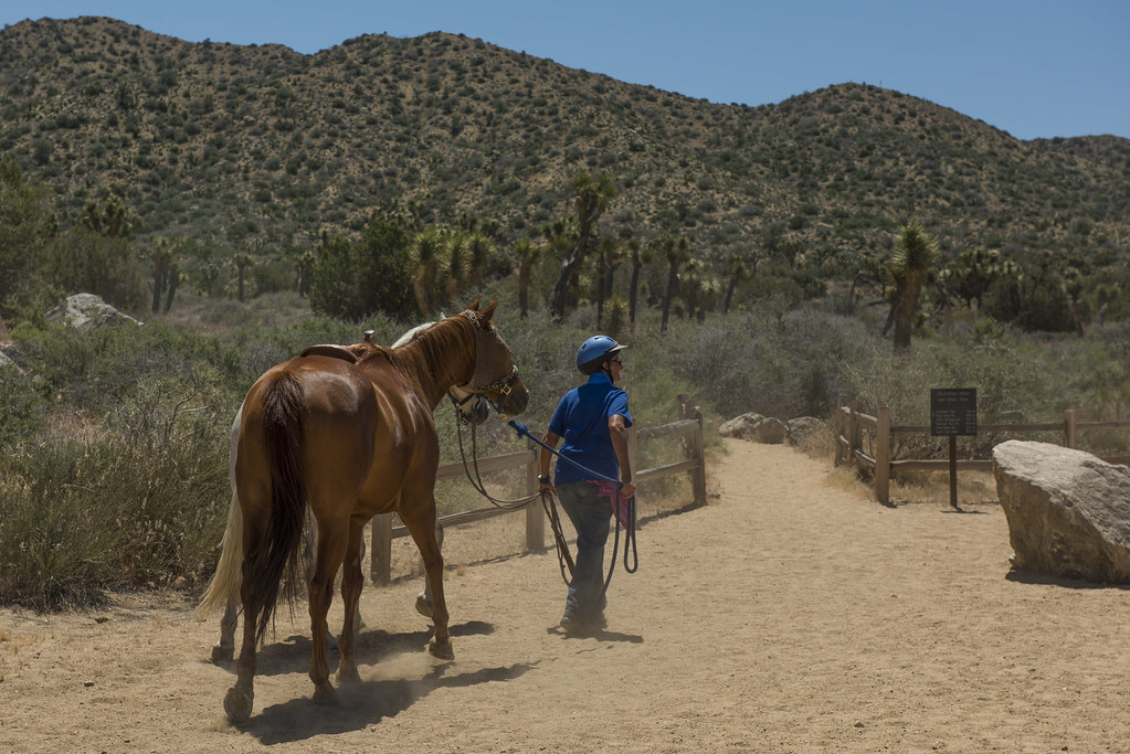 Trainer with Horse at Black Rock