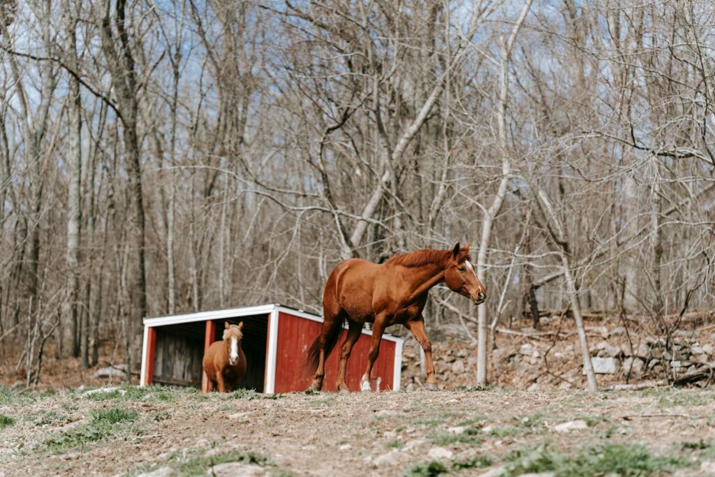 Horses in a rustic countryside setting with bare trees and a red shed