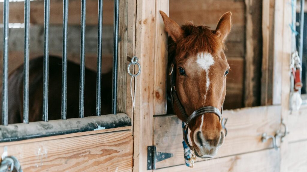 Close-up photo of a brown horse peering from a wooden stable door.