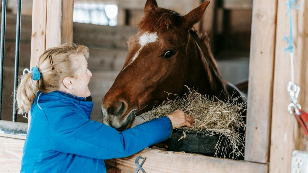 A woman in a blue jacket feeds hay to a brown horse inside a stable.
