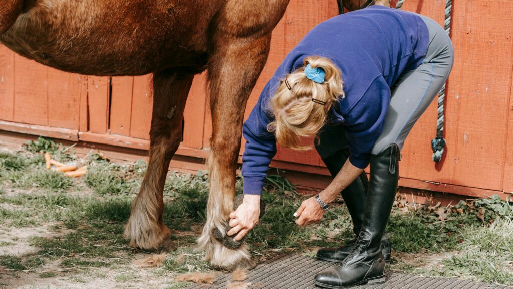 A woman grooms a brown horse in a stable, maintaining its hoof outdoors.