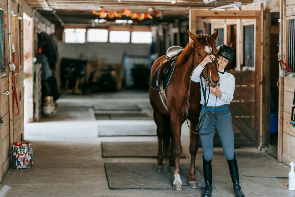 Equestrian adjusts bridle of brown horse inside a rustic barn