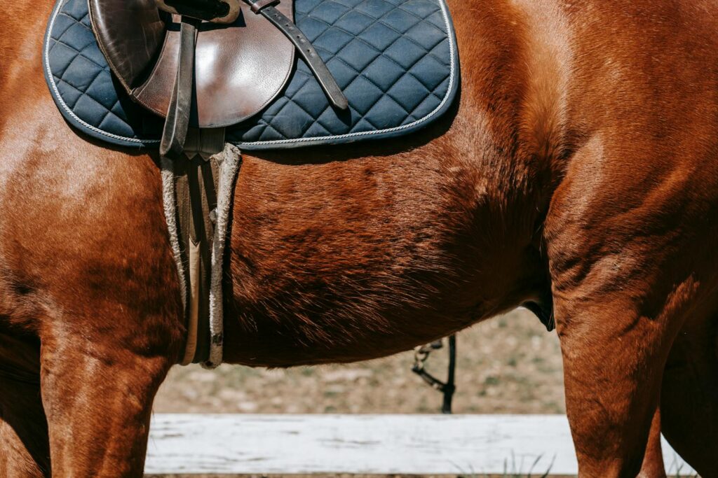 Detailed close-up of a saddle on a brown horse, showcasing equestrian gear.