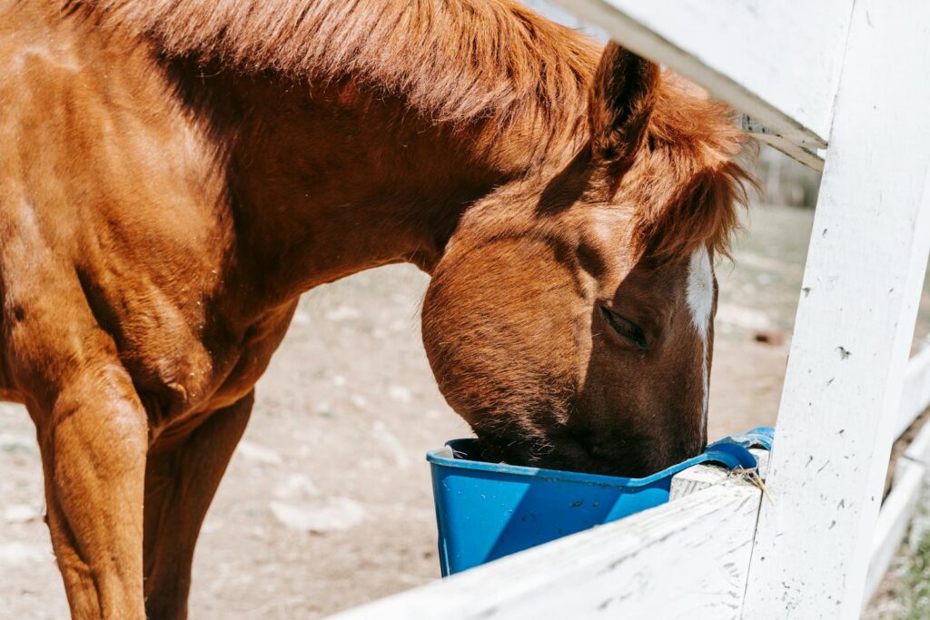 Brown horse eating from a blue bucket outdoors on a farm