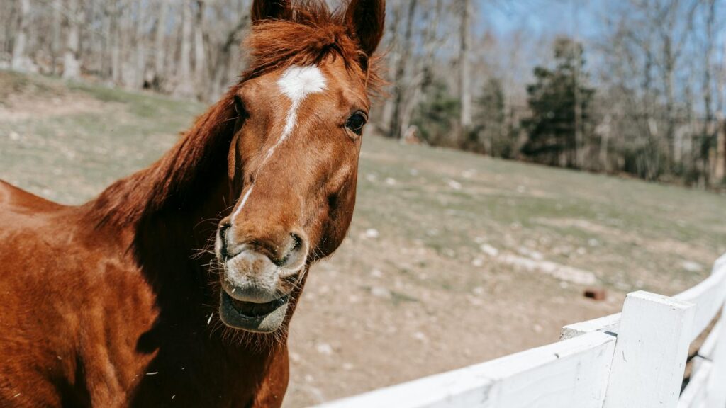 A vibrant close-up photo of a horse in a sunny outdoor paddock with a white fence.