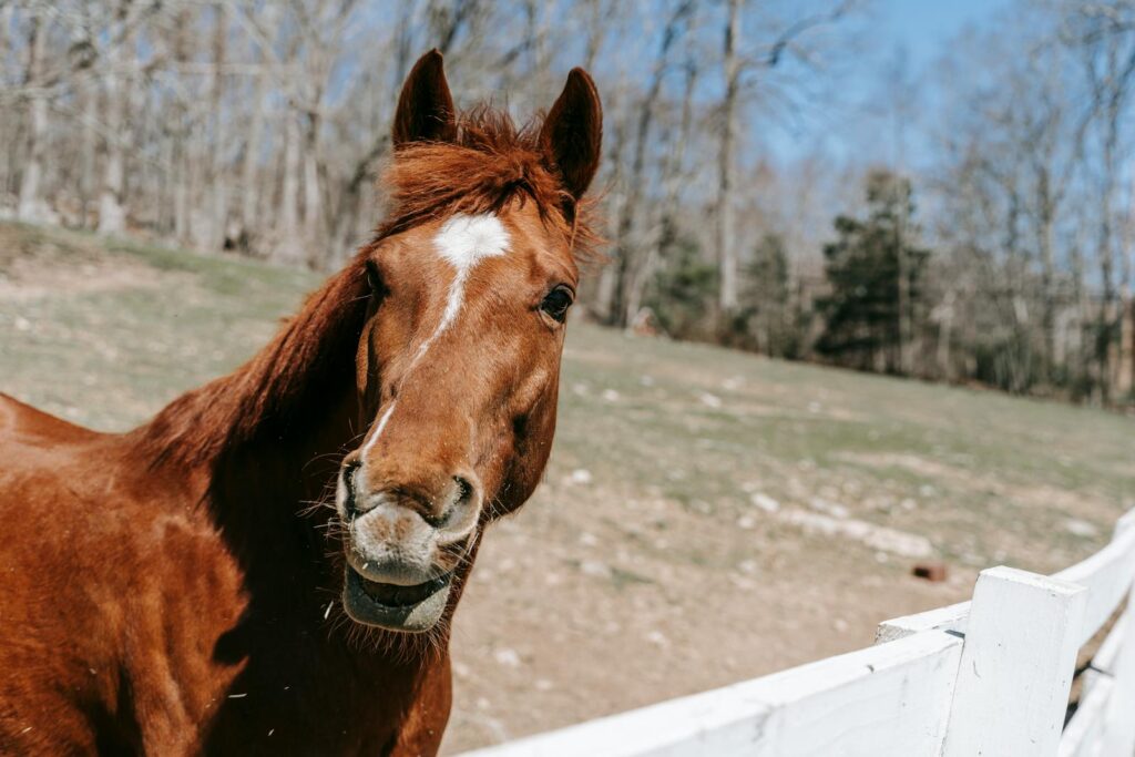 A vibrant close-up photo of a horse in a sunny outdoor paddock with a white fence.