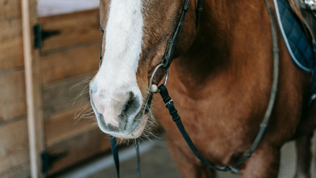 Detailed close-up of a horse with saddle inside a wooden stable, showcasing bridle details.