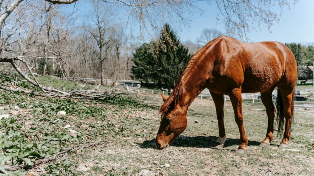 A serene image of a brown horse grazing in a lush pasture on a sunny day.