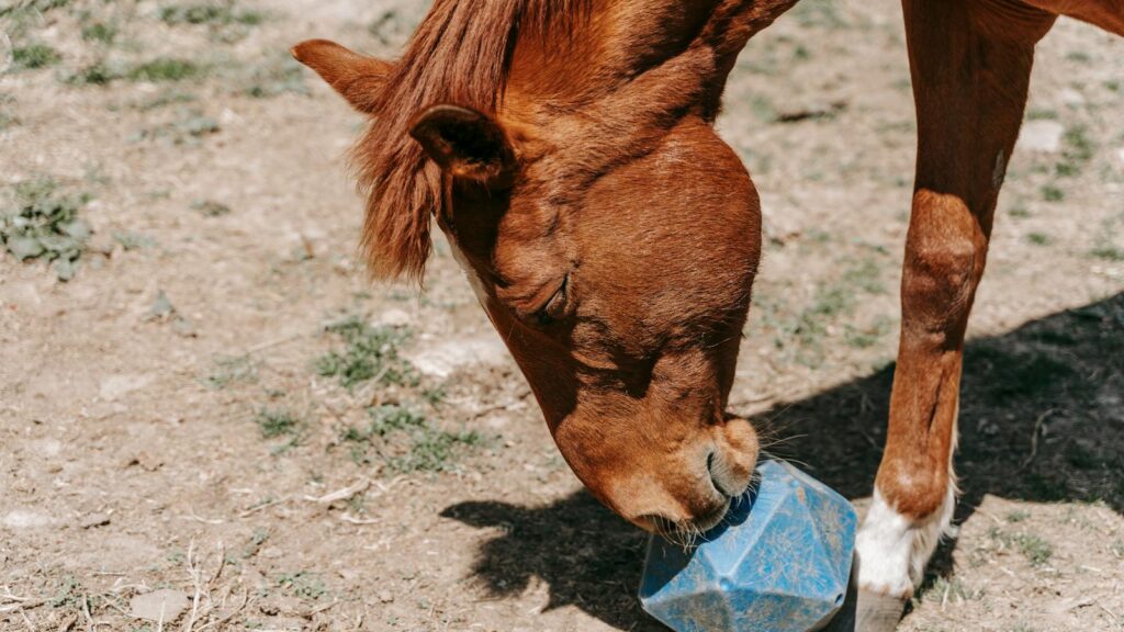 A chestnut horse playing with a blue soccer ball in a sunny outdoor pasture.