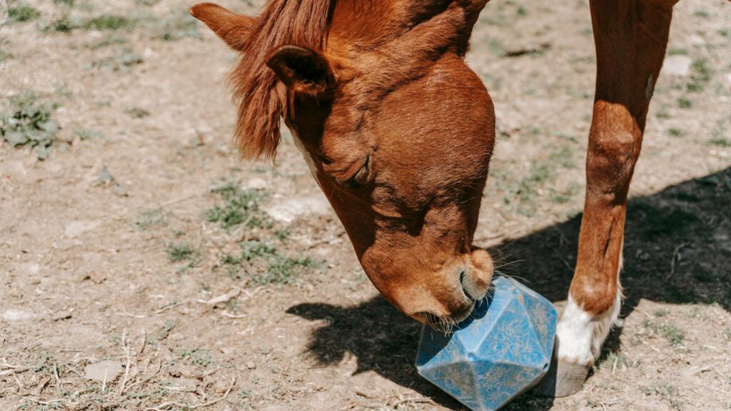 A chestnut horse playing with a blue soccer ball in a sunny outdoor pasture.
