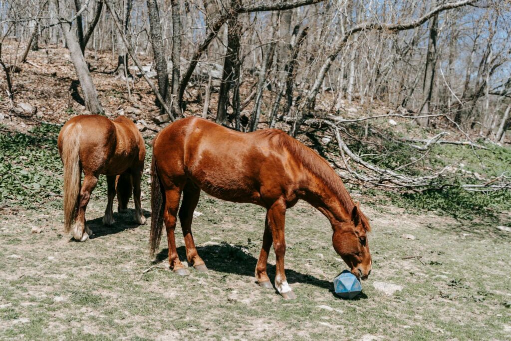 Two brown horses grazing in a sunny woodland